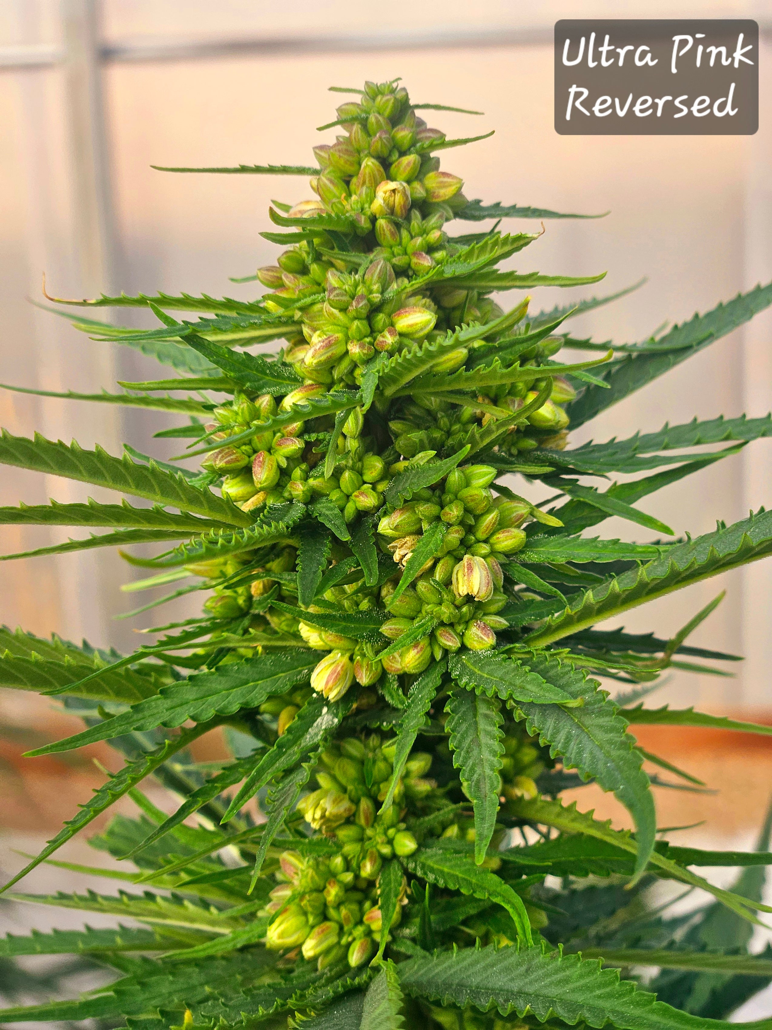Bubble Gum Seed Grow Guide: Tips & Tricks