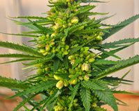 Sour G Strain: THC or CBG? A Complete Guide