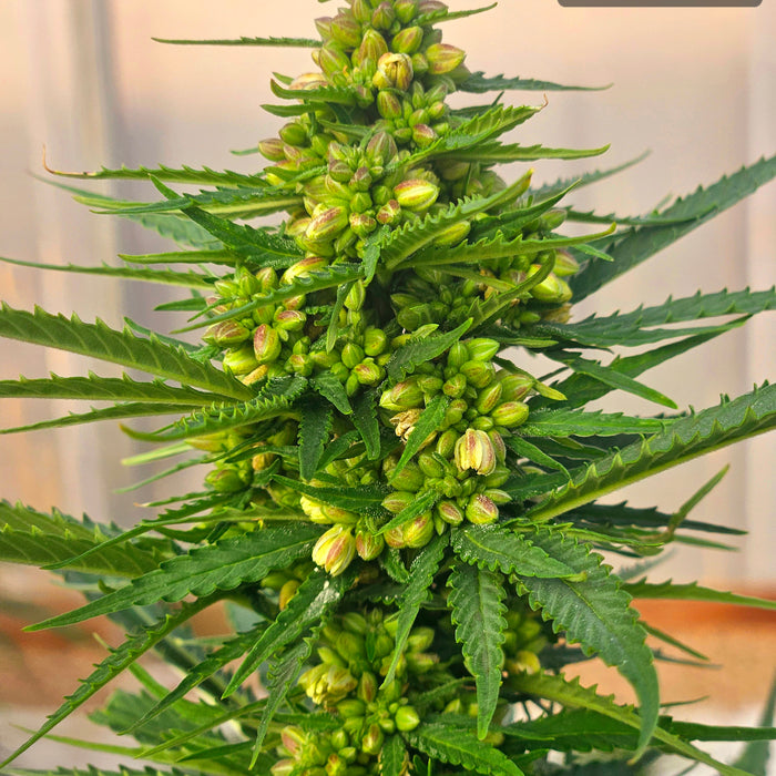 Sour G Strain: THC or CBG? A Complete Guide