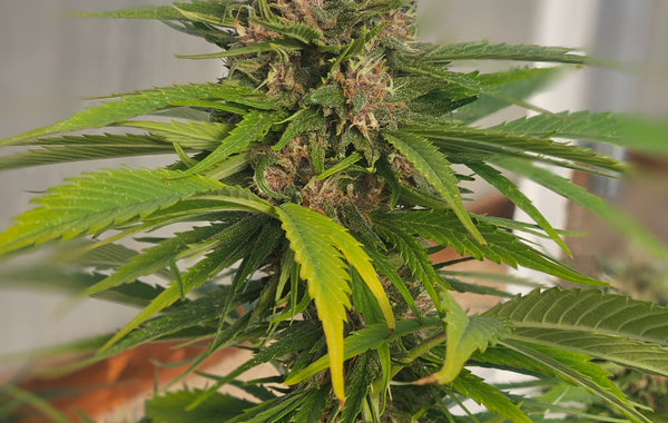 Best CBG Seeds: A Buyer's Guide