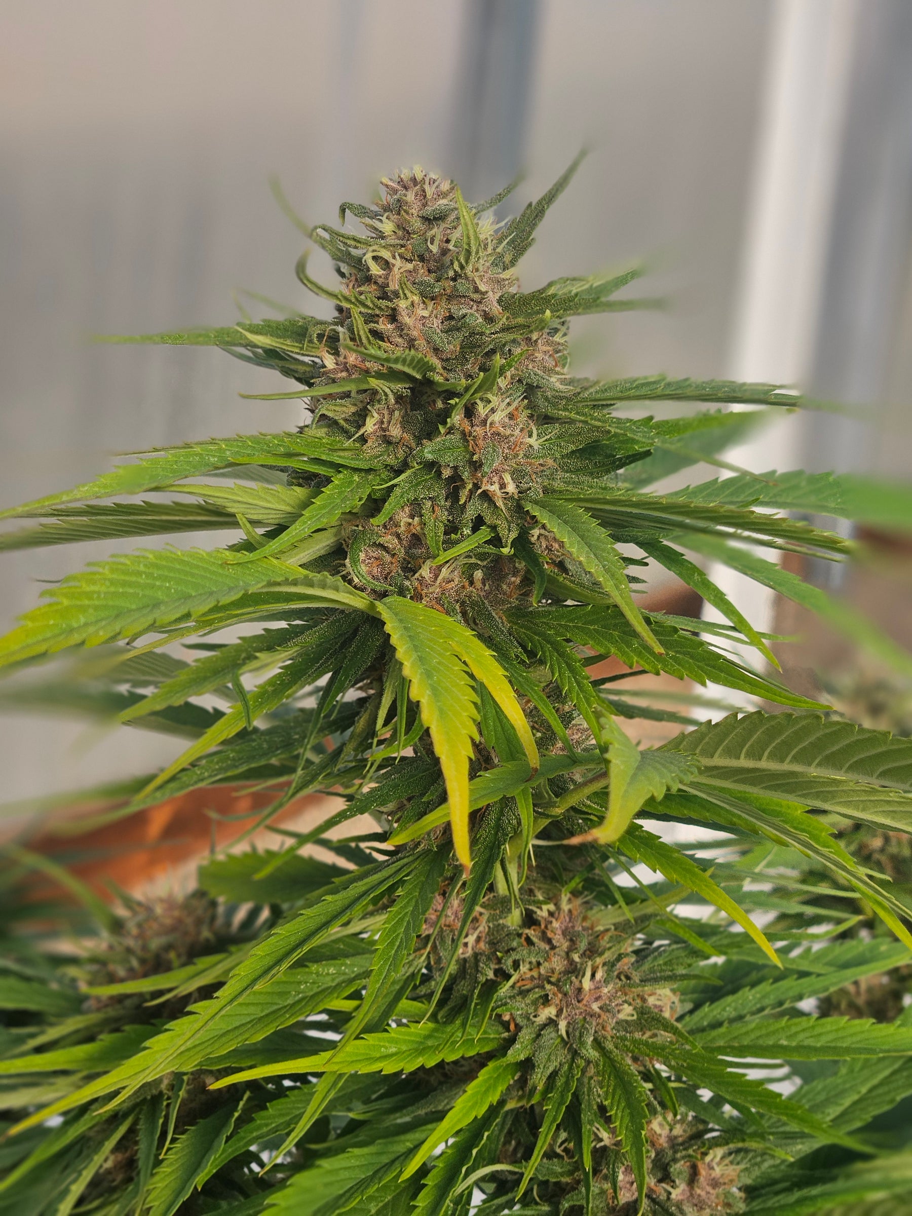 Best CBG Seeds: A Buyer's Guide