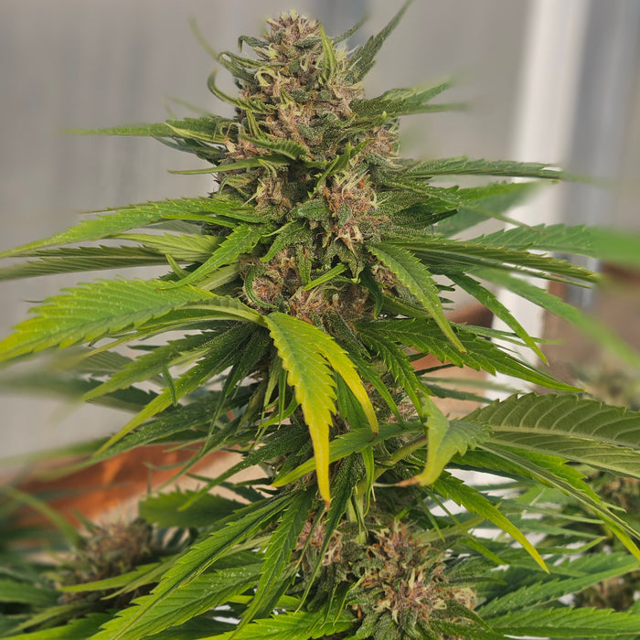 Best CBG Seeds: A Buyer's Guide