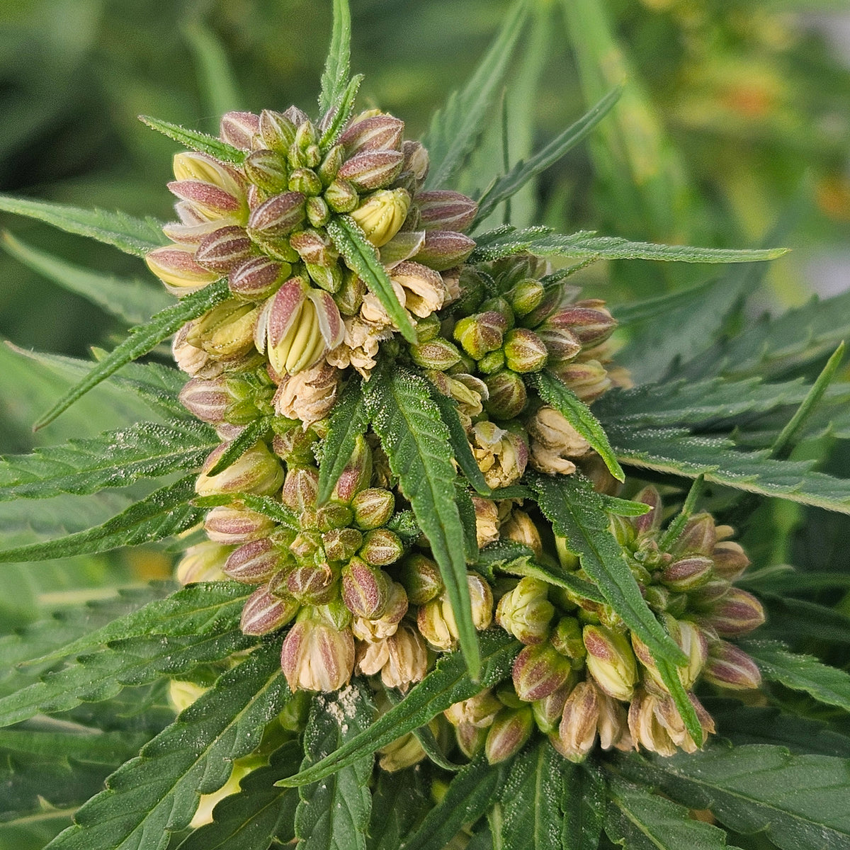 Growing Autoflowering Feminized Seeds Outdoors: A Complete G