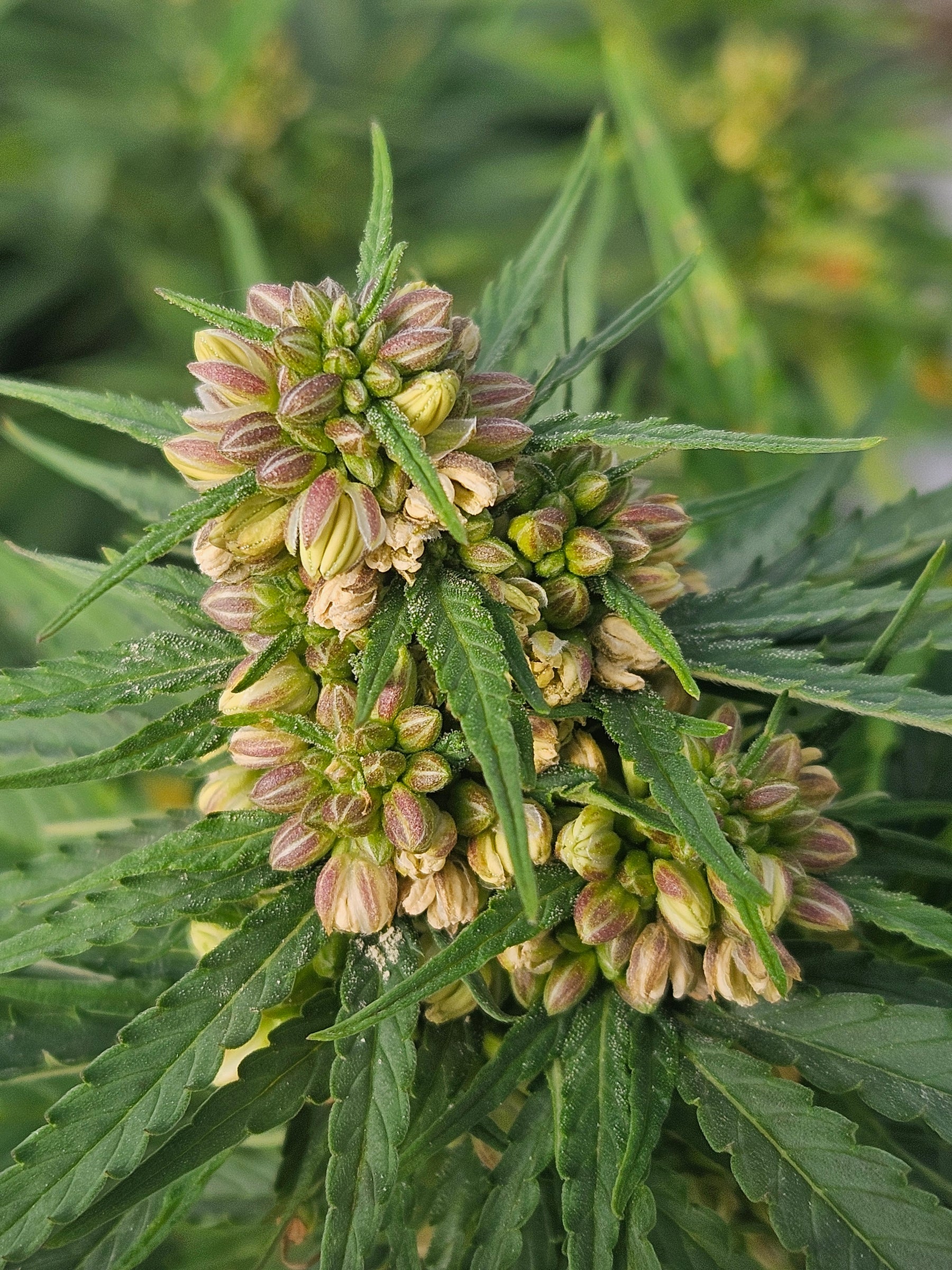 Quickest Growing Weed Strains: Your Guide to Fast Buds