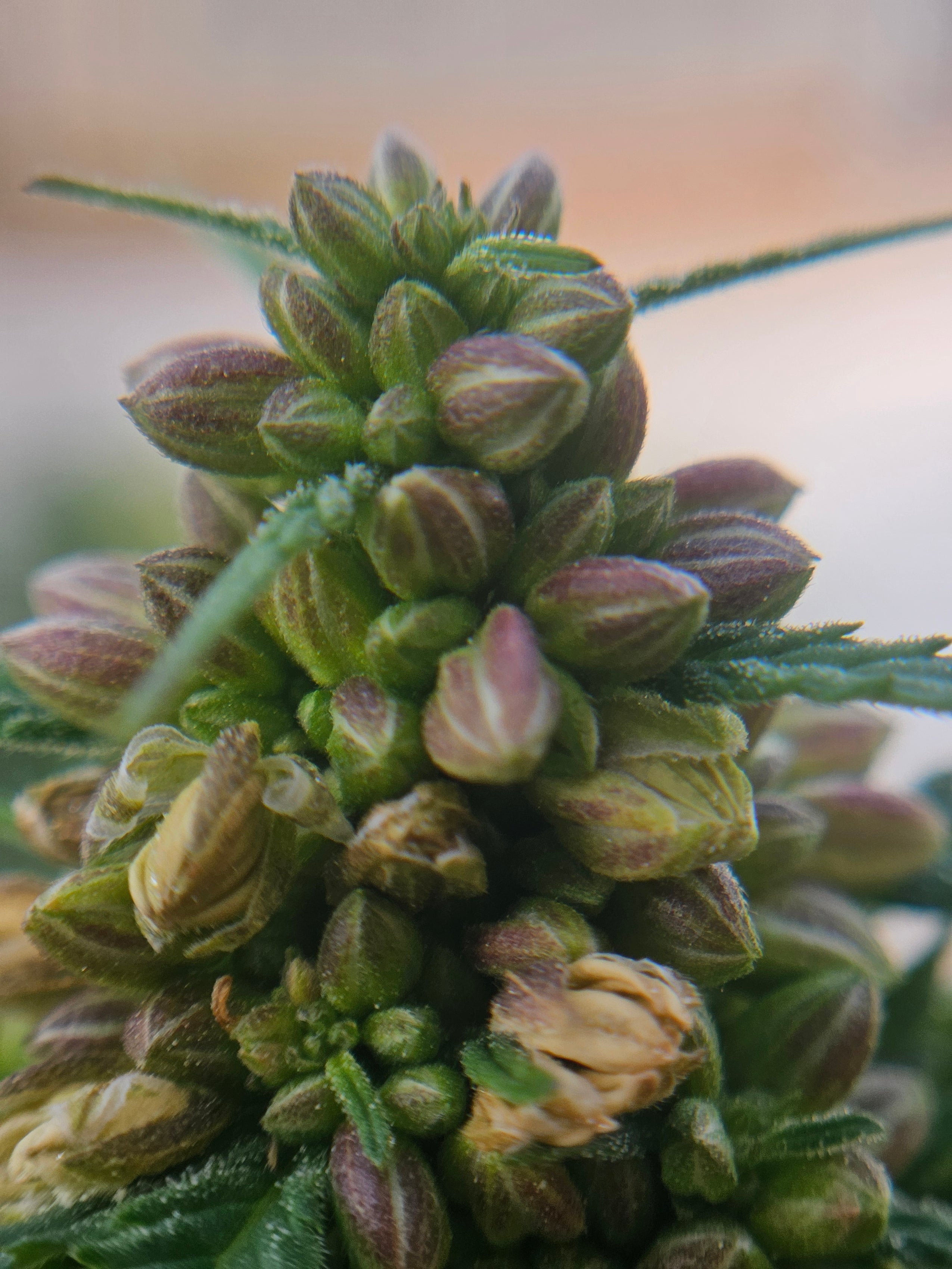 Autoflower Seeds: Benefits, Drawbacks, and Best Practices