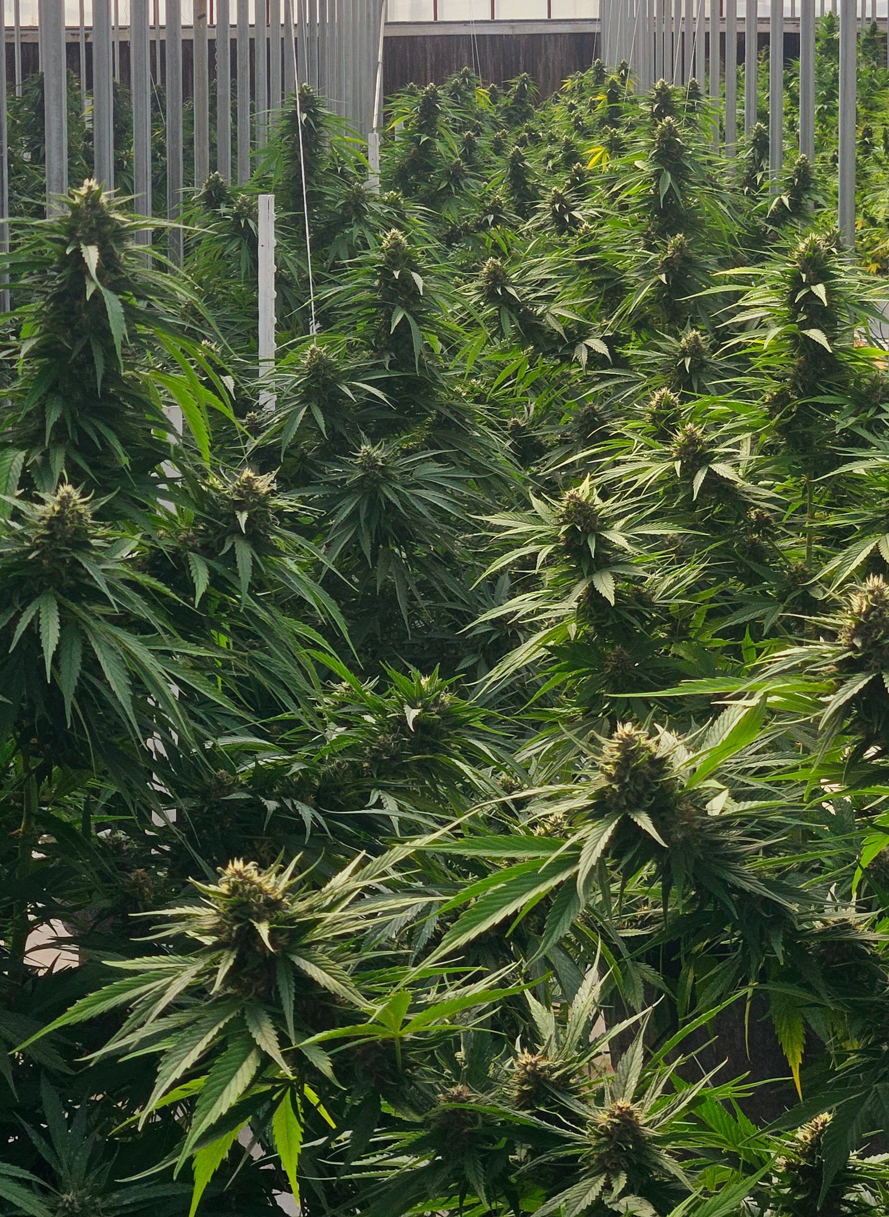 Best Feminized Autoflower Seed Banks: A Buyer's Guide