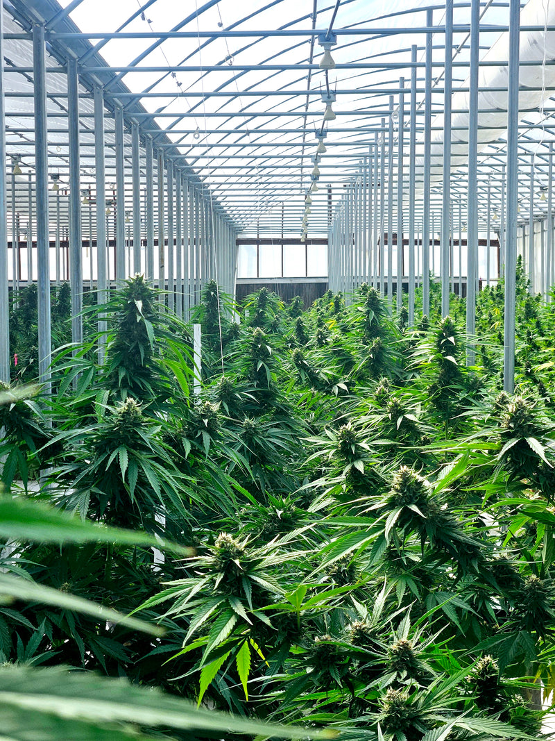 High-Yield Autoflower Seeds: Proven Growing Techniques