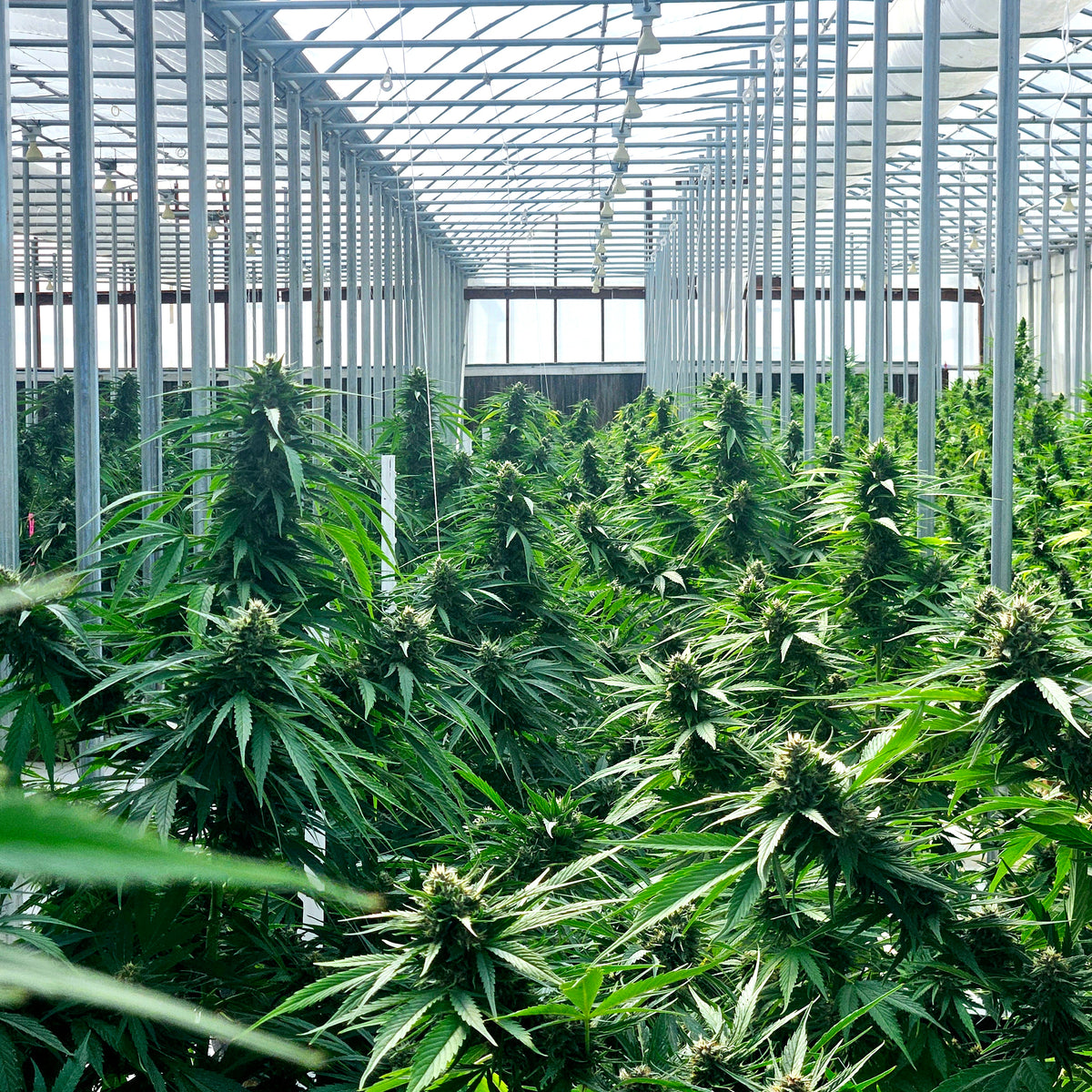 High-Yield Autoflower Seeds: Proven Growing Techniques | Tri