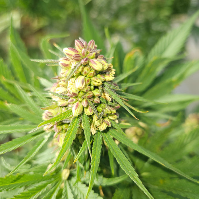 How to Germinate Autoflower Seeds Successfully