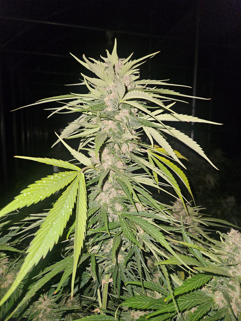 Super Autoflower Seeds 101: The Ultimate Guide