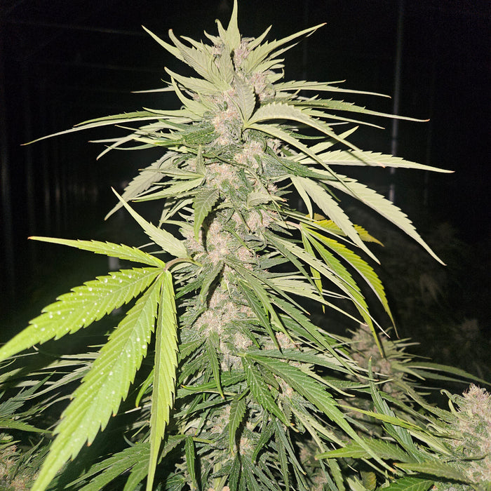 Best Super Autoflower Seeds for High Yields