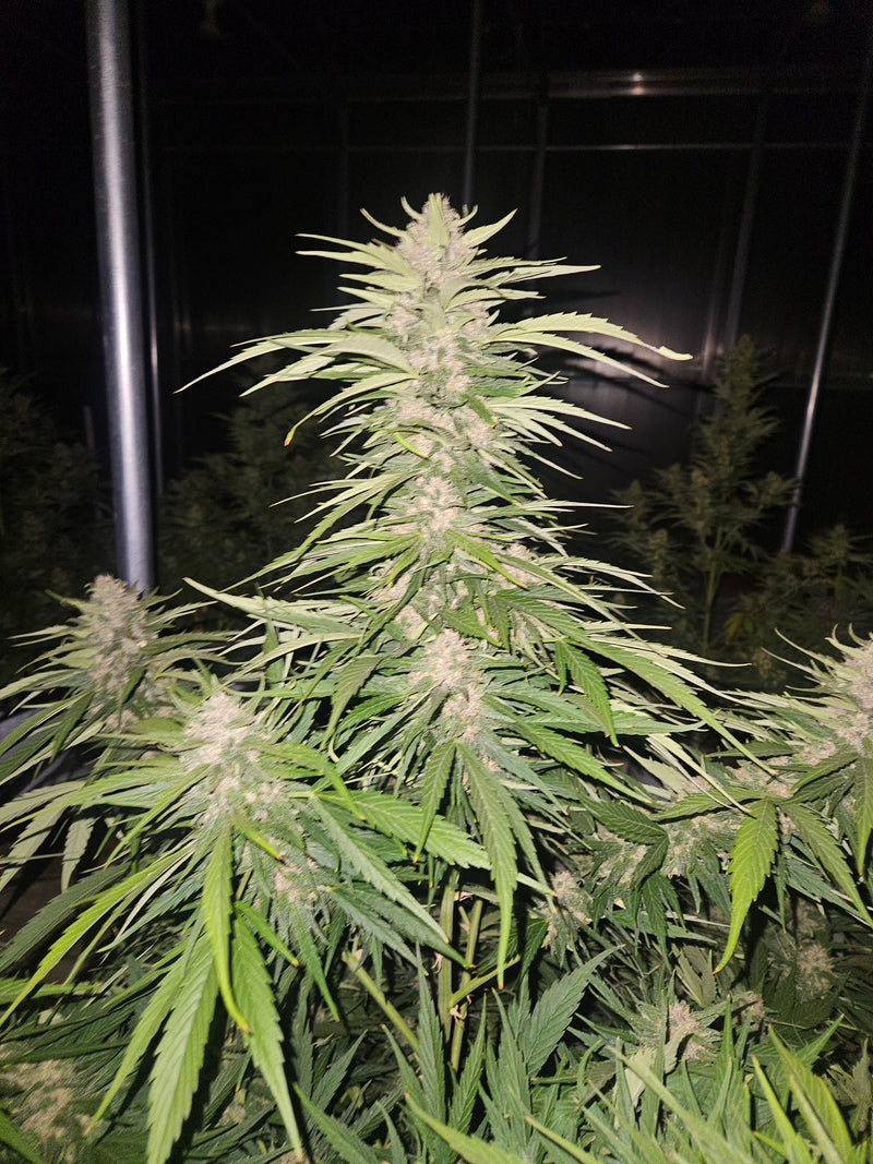 Super Boof Strain: The Ultimate Grower's Guide