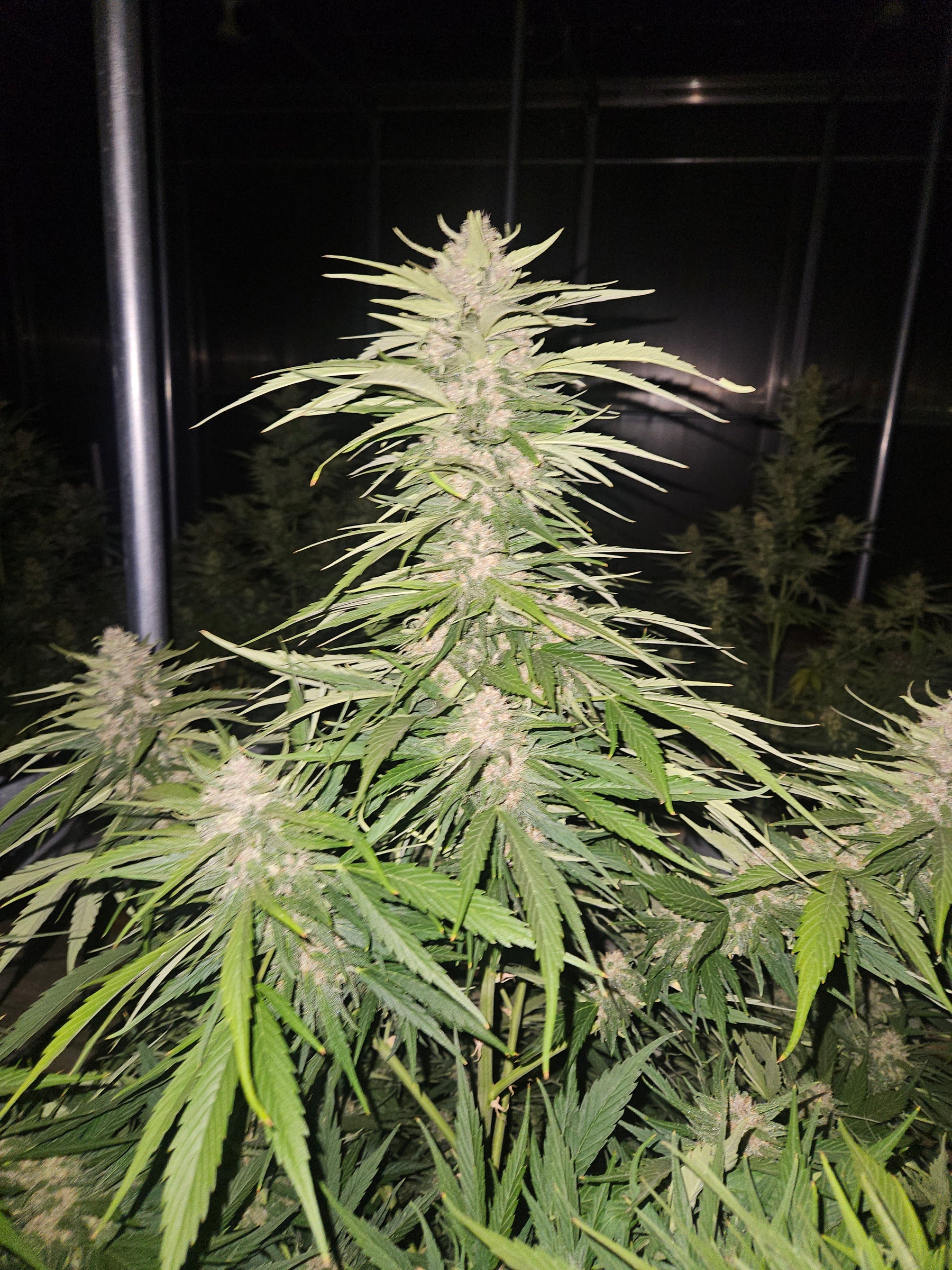 Super Boof Strain Seeds: A Complete Grow Guide