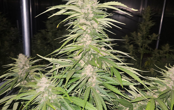 Autoflower Cannabis Seeds: A Simple Grow Guide