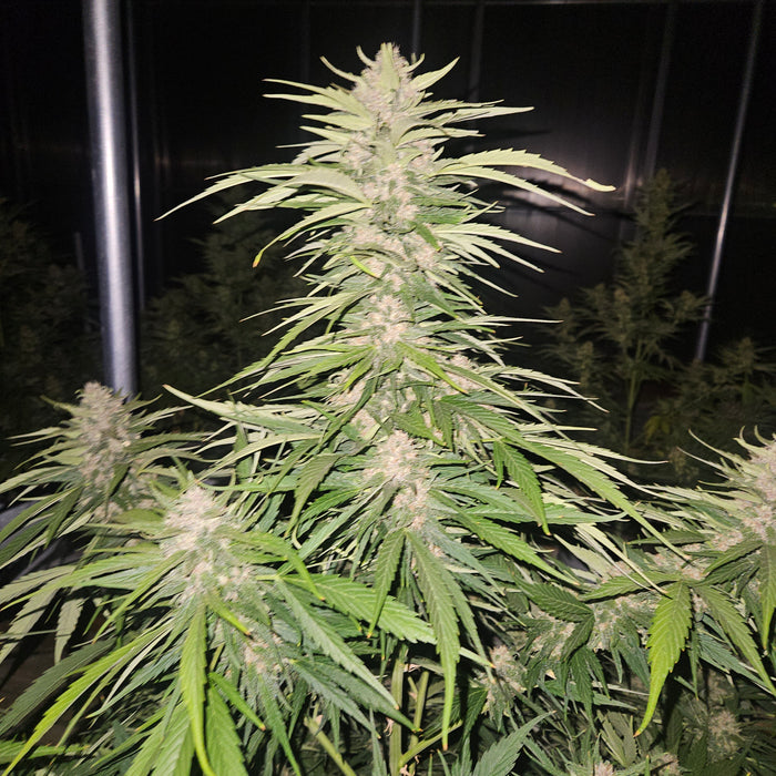 Autoflower Cannabis Seeds: A Simple Grow Guide