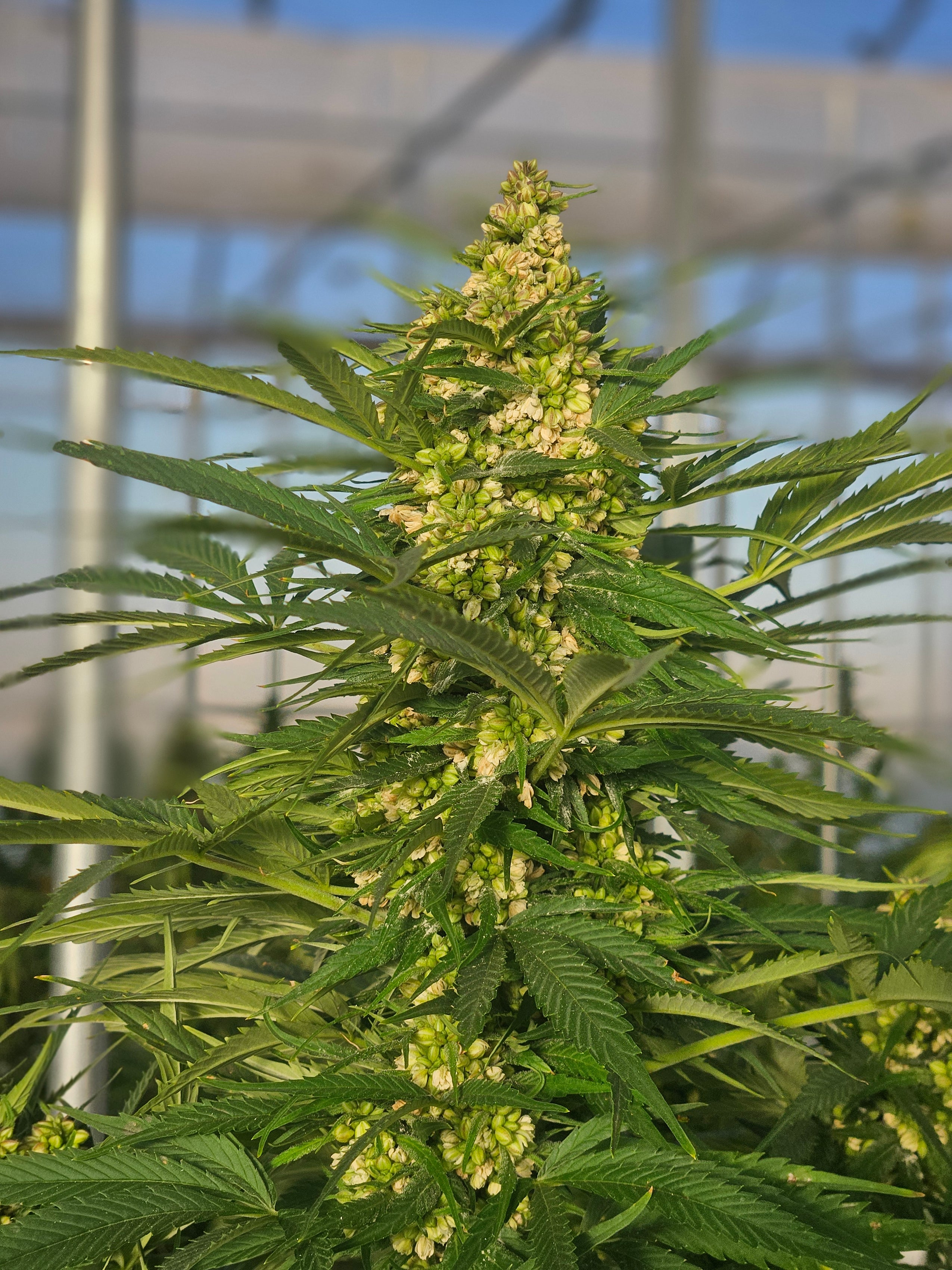 Best Feminized Autoflower Seeds: 7 Premium Seed Banks