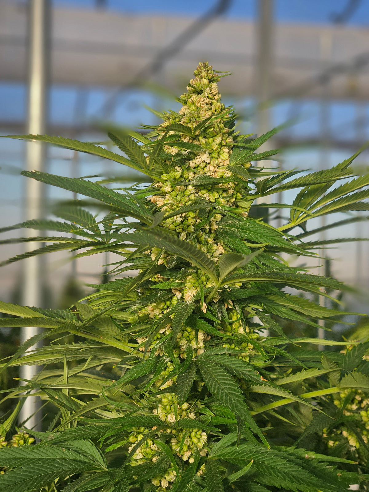 Feminized Autoflower Seeds: A Simple Grow Guide | Trilogene