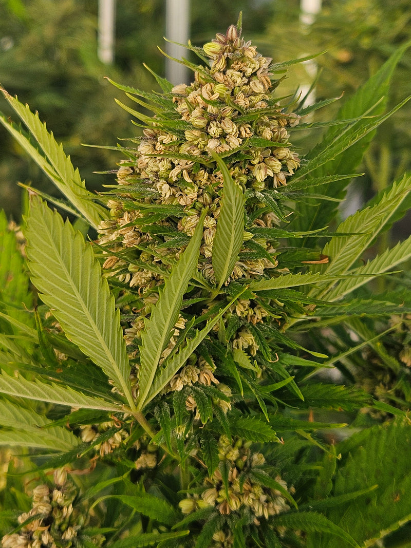 THCA Autoflower Seeds 101: A Complete Guide