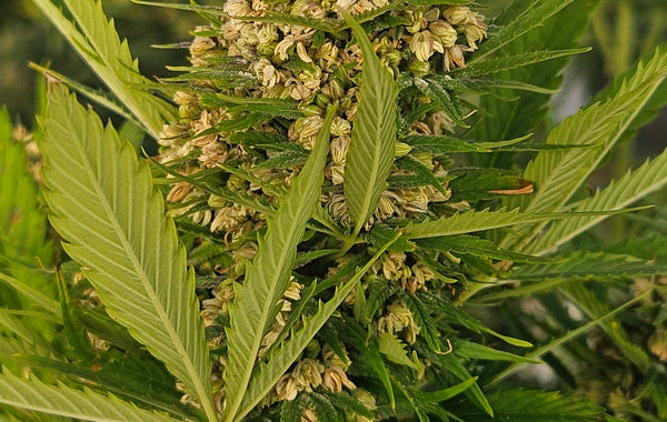 High THCV Strain Seeds: A Complete Grower’s Guide