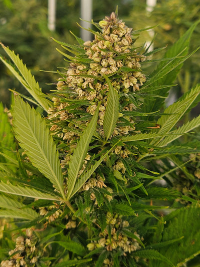 THCV Strain Seeds: Your Complete Grower's Guide