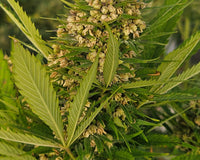 High THCV Strain Seeds: A Complete Grower’s Guide