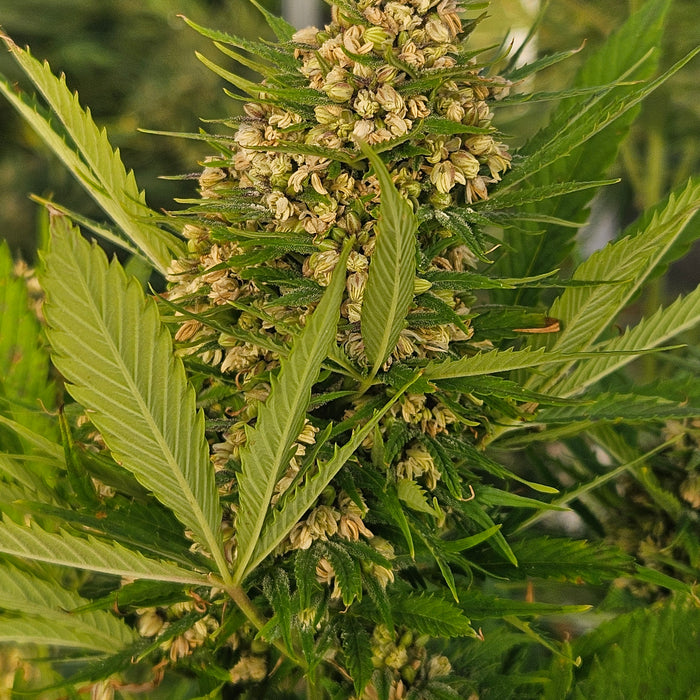 High THCV Strain Seeds: A Complete Grower’s Guide