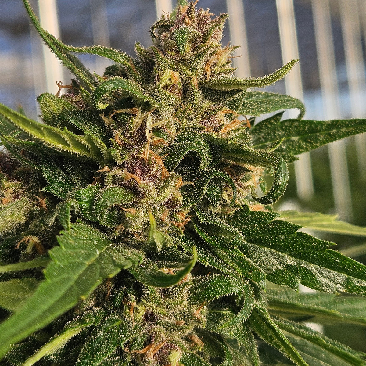 The Ultimate Guide to Growing Super Auto Seeds | Trilogene S