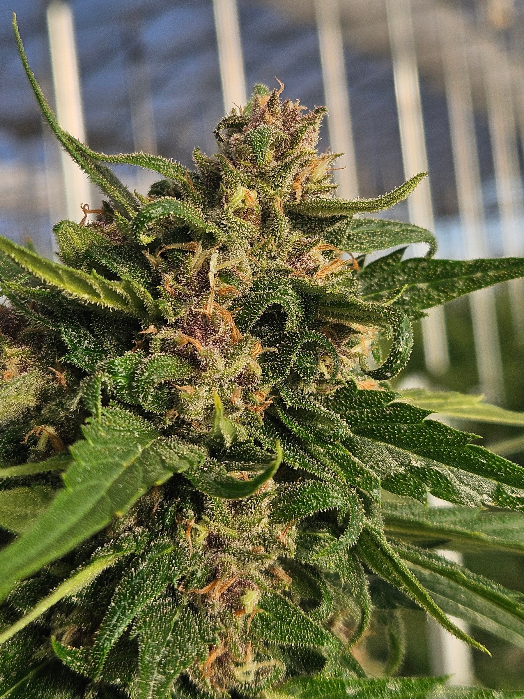 The Ultimate Guide to Growing Super Auto Seeds