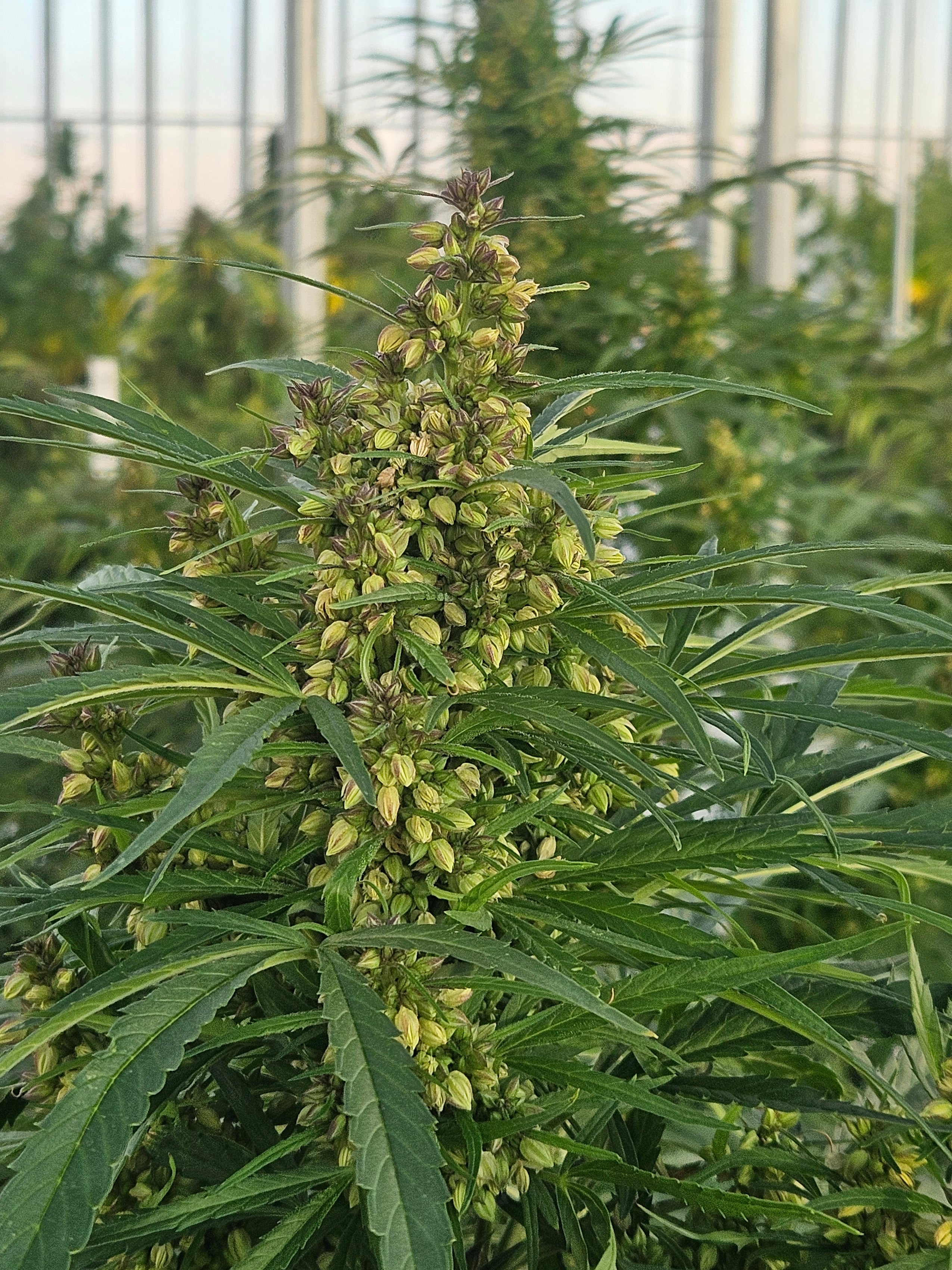 Top 5 High THCV Strains: Benefits and Effects