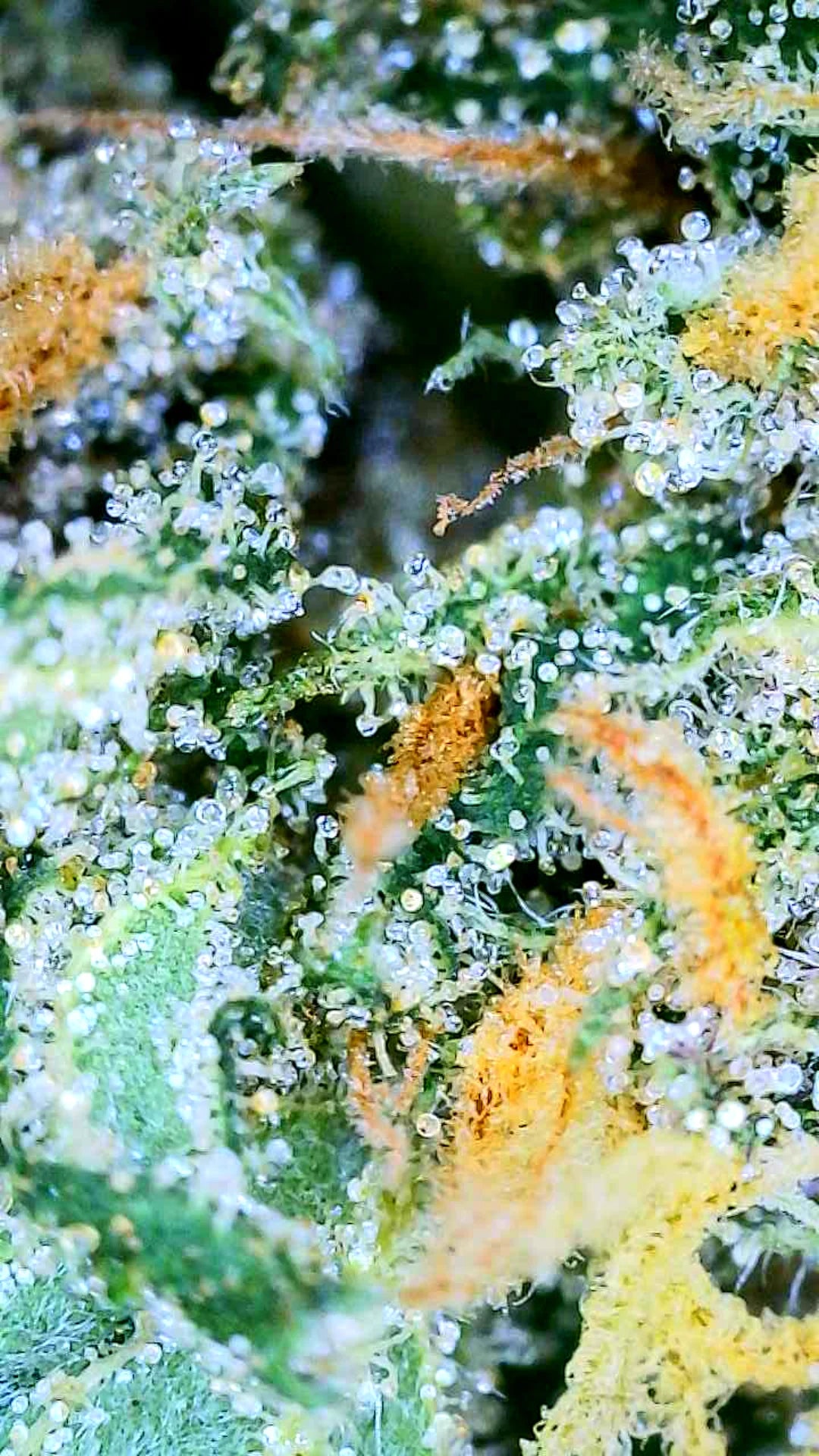 Type 2 Cannabis Seeds: Benefits & Growing Guide