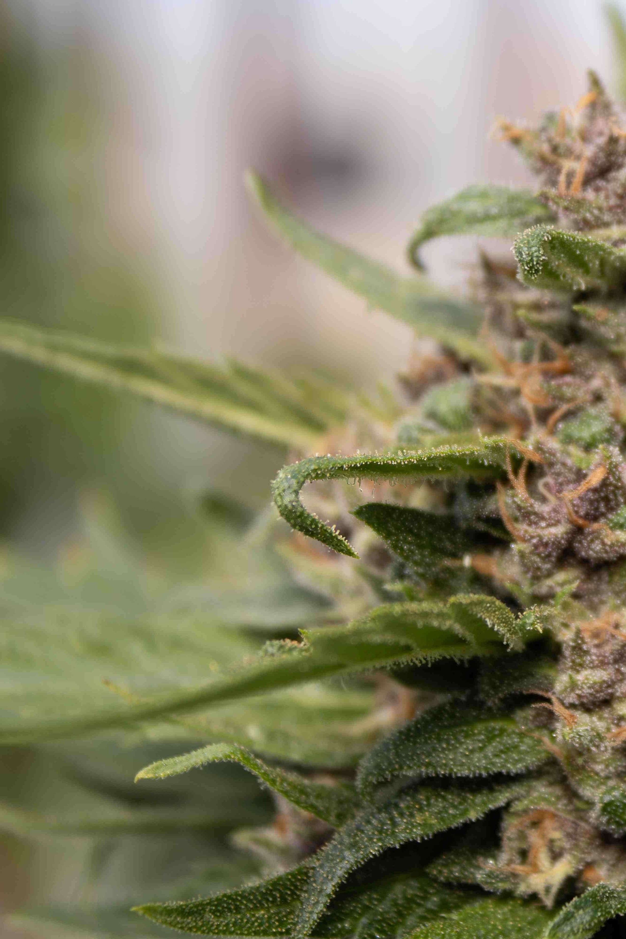 How to Grow Cannabis at Home: A Step-by-Step Guide