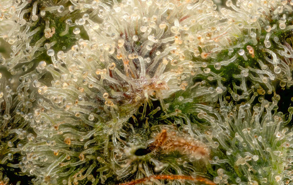 A Complete Guide to the Autoflower Lifecycle