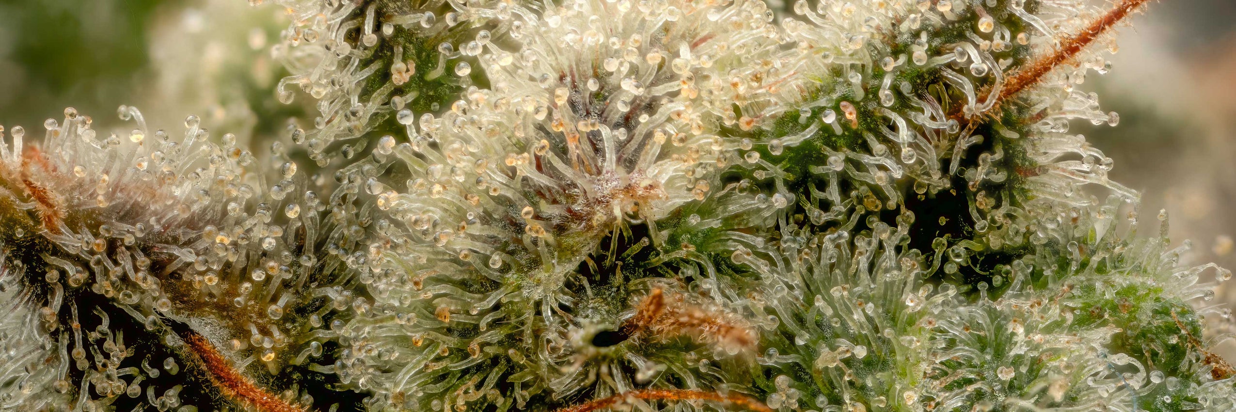 A Complete Guide to the Autoflower Lifecycle