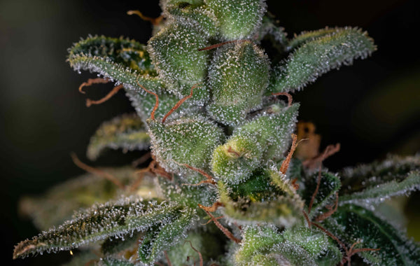 Tetraploid vs. Diploid Cannabis: A Grower's Guide