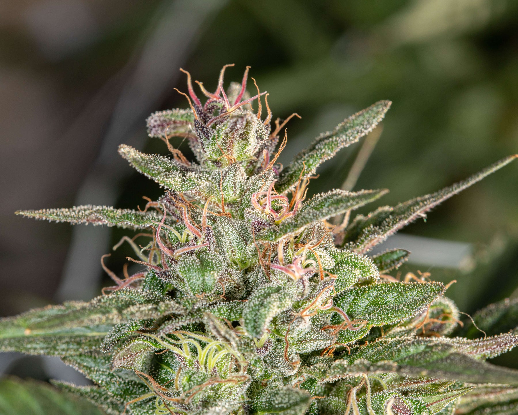 Tips and Tricks for Growing Weed Easily: Excellent Results With Minimal Effort