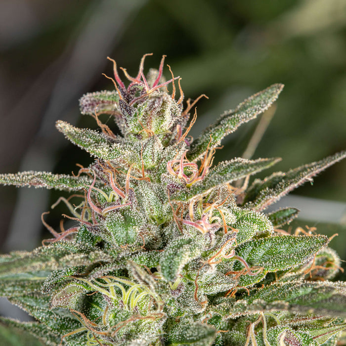 Tips and Tricks for Growing Weed Easily: Excellent Results With Minimal Effort