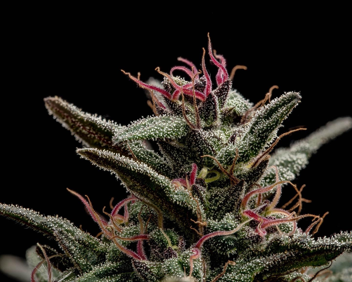 High THCA Flower