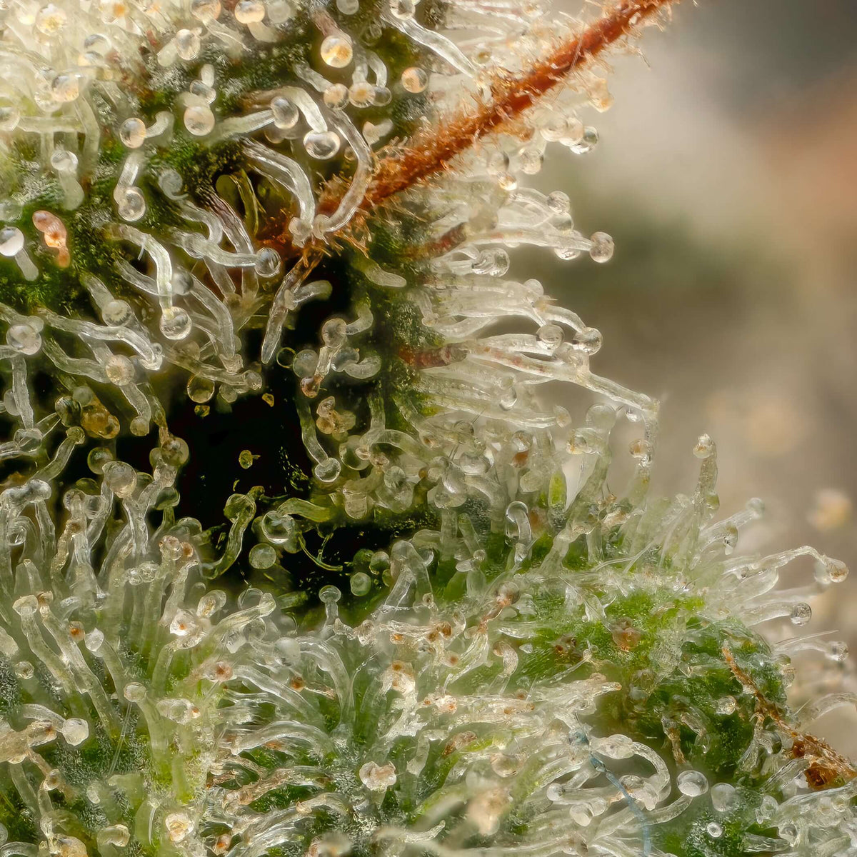 How to Properly Measure EC and pH Cannabis Grower’s Guide
