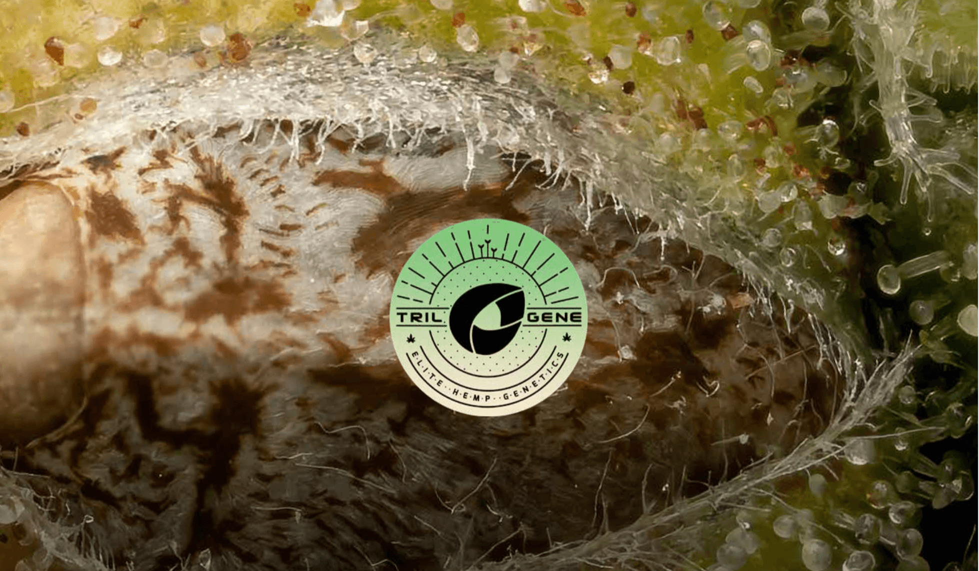 Autoflower Cannabis Seeds: Your Complete Growing Guide