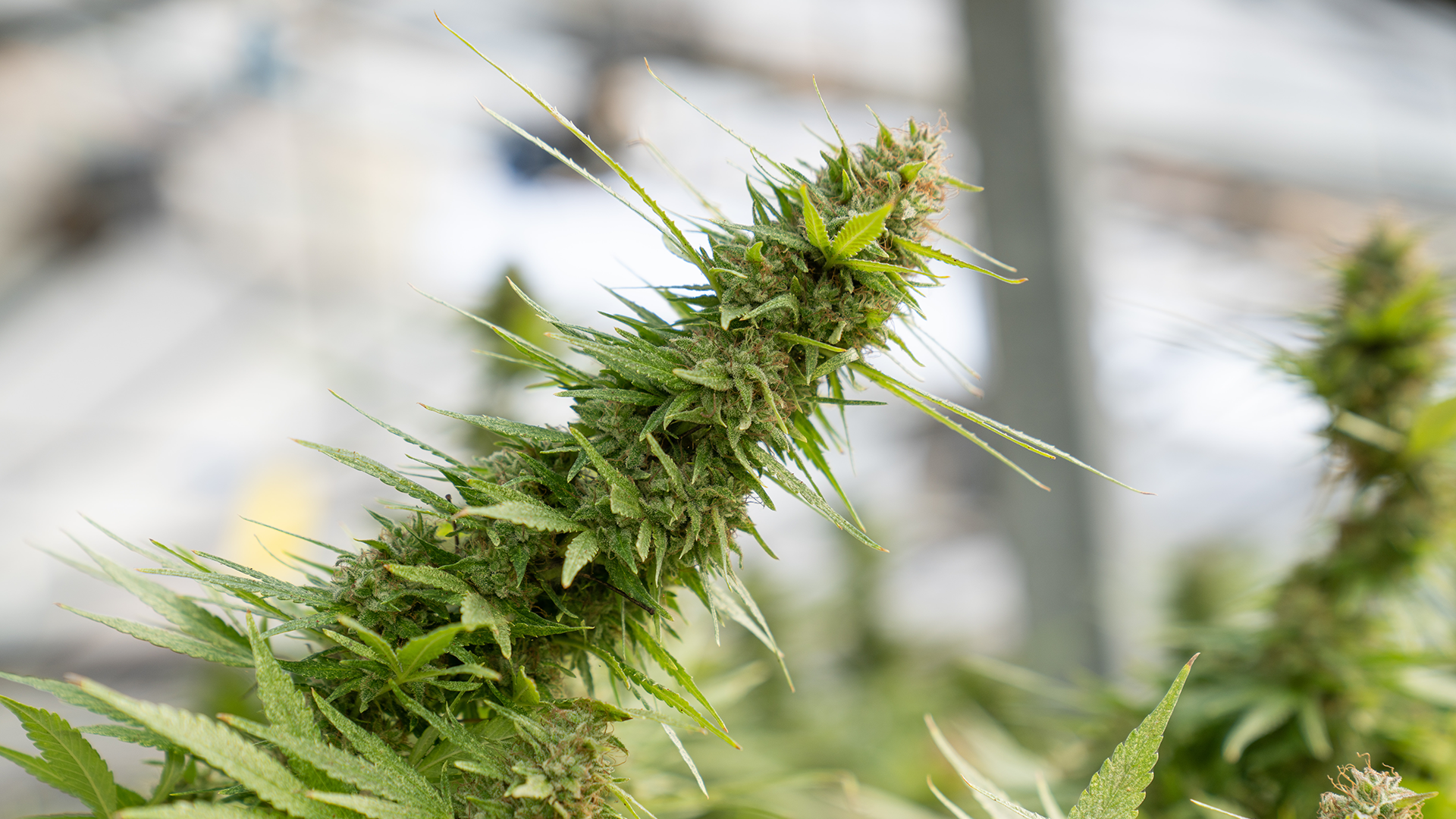 Seeds, Seedlings or Clones