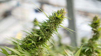 Seeds, Seedlings or Clones