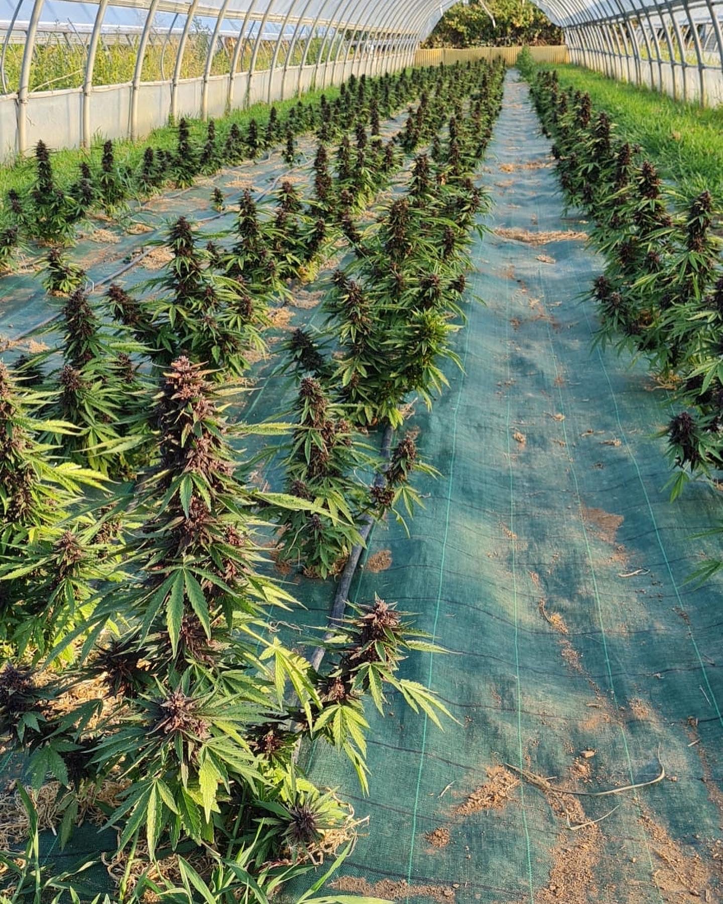 Cannabis Orchards Partners With U.S.-Based Trilogene Seeds to Offer CBDV, High CBD, and Auto Flower Industrial Hemp Varieties in Canada