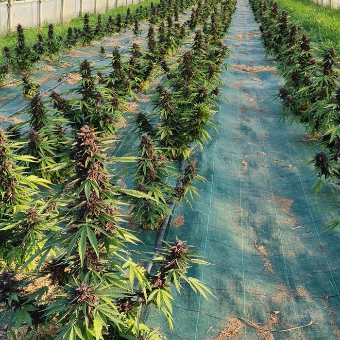 Cannabis Orchards Partners With U.S.-Based Trilogene Seeds to Offer CBDV, High CBD, and Auto Flower Industrial Hemp Varieties in Canada