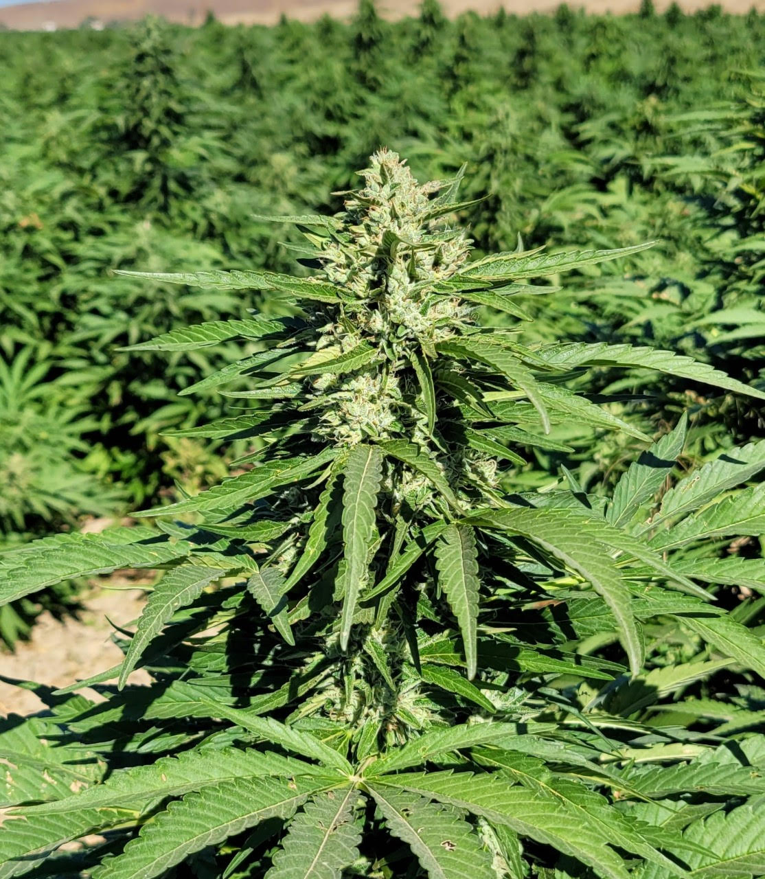 Benefits of Growing CBG Cultivars
