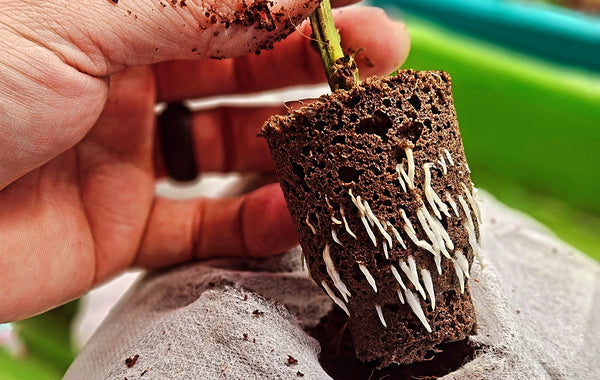 Growing Feminized Seeds Indoors From Start to Finish