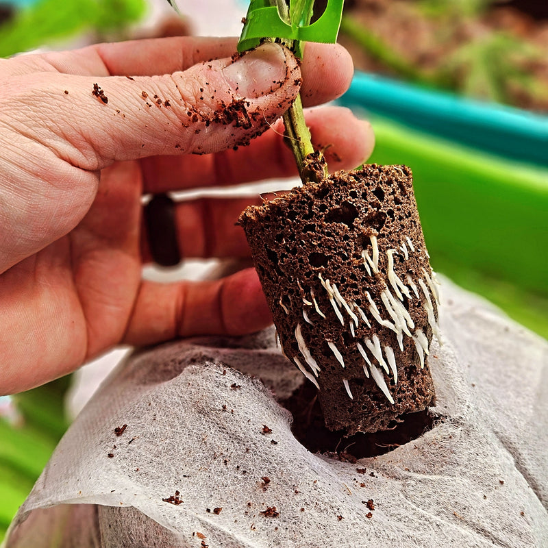 Your First Cannabis Plant Grow: A Simple Guide