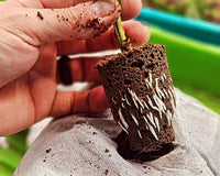 Growing Feminized Seeds Indoors From Start to Finish