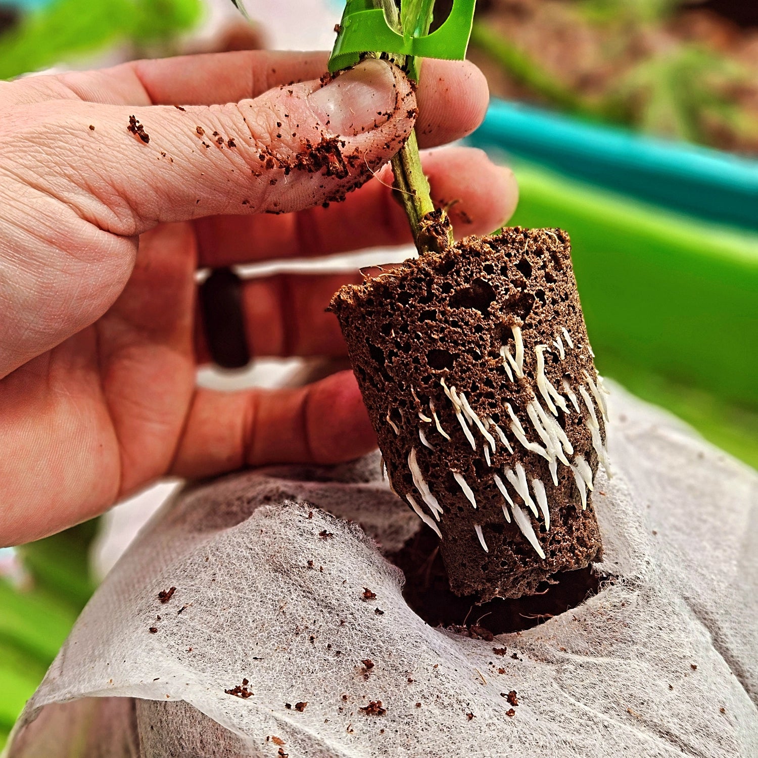 Growing Feminized Seeds Indoors From Start to Finish