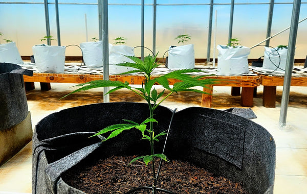 7 Best Cheap Seed Banks for Quality Genetics