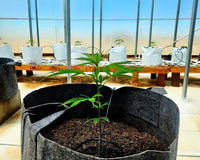 7 Best Cheap Seed Banks for Quality Genetics